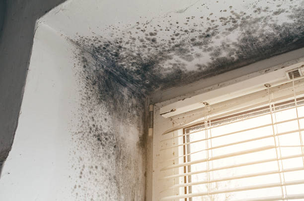 Affordable Hvac And Air Duct Mold Remediation solutions in Greensboro, NC